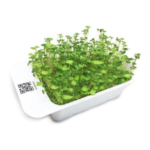 Microgreens by Leaf Learn - Brokolice