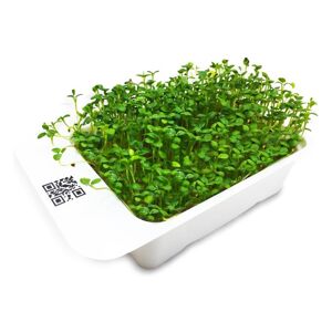 Microgreens by Leaf Learn - Jetel